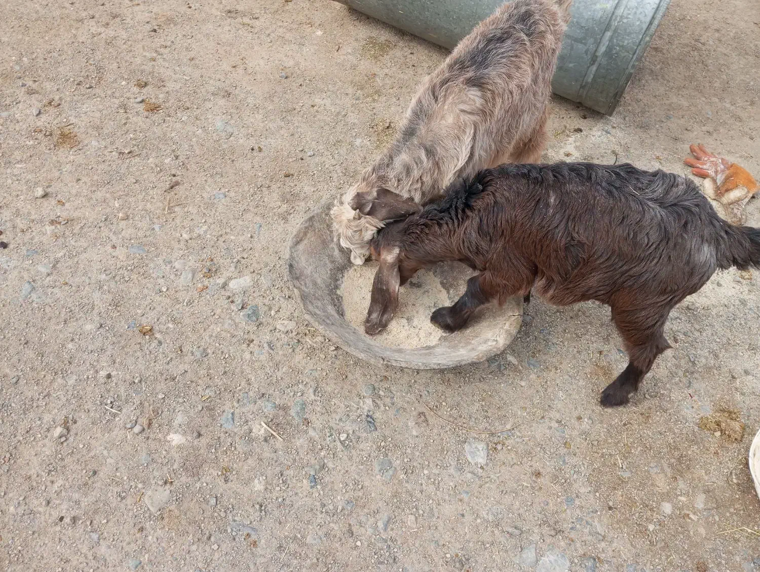 بازغاله|حیوانات مزرعه|کرمانشاه, |دیوار