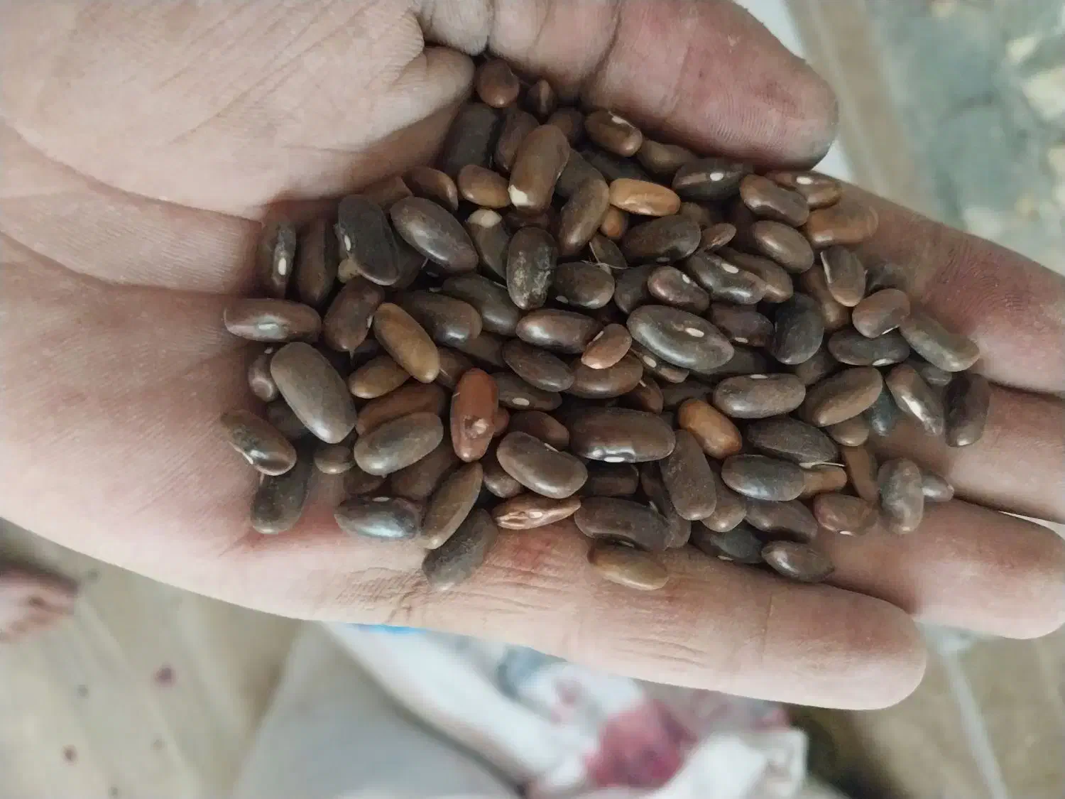 بذر لوبیا سبز|گل و گیاه طبیعی|ارژن, |دیوار