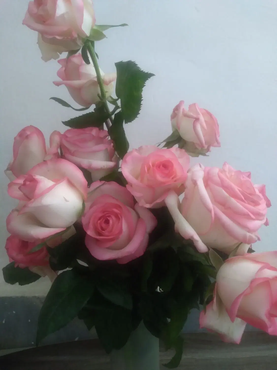 حراج گل رز|گل و گیاه طبیعی|ساوه, |دیوار