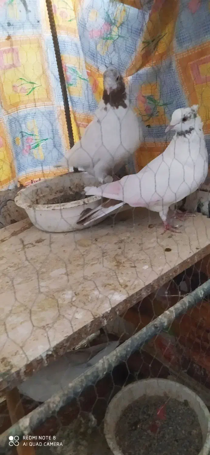 کفتر ماهرو|پرنده|قدس, هفت جوی|دیوار