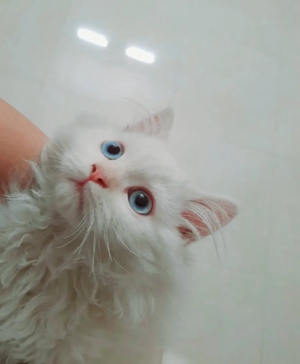 گربه پرشین اصل نر،  تراکم مو عالی|گربه|اصفهان, برازنده|دیوار