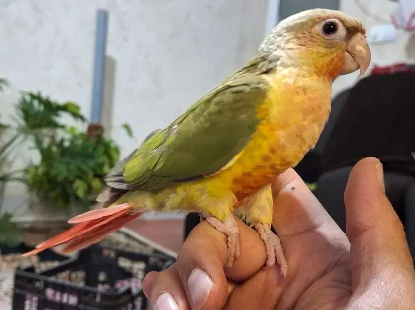 گرینچیک سه ماهه|پرنده|مهریز, |دیوار