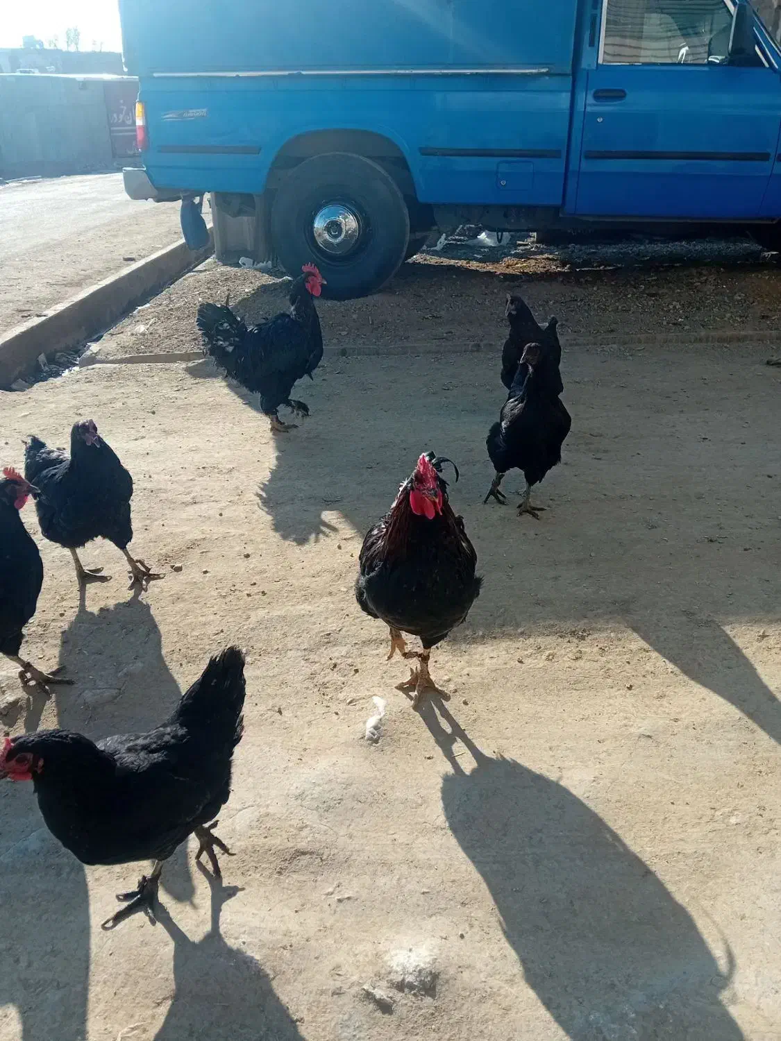 خروس|حیوانات مزرعه|اسدآباد, |دیوار