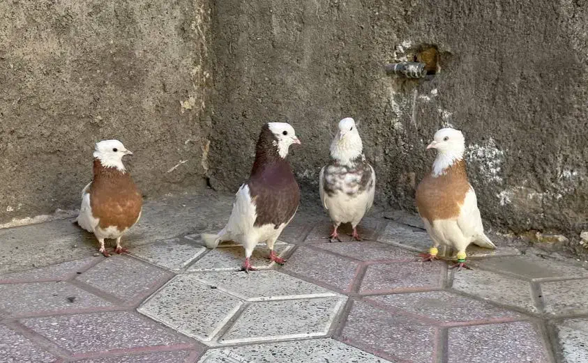 کفترطوقی|پرنده|مشهد, تلگرد|دیوار