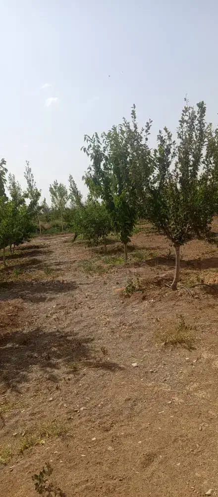 سرمایه گذاری ۳۳۰متری شهرکی  سهیلیه|فروش زمین و ملک کلنگی|محمدشهر, زیبادشت|دیوار