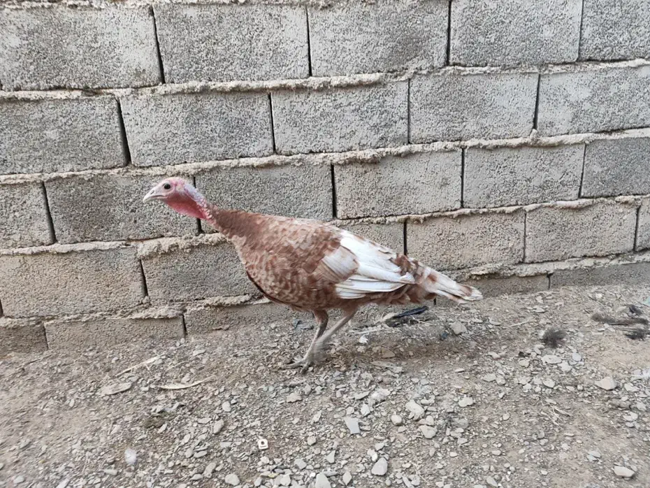 جفت بوقلمون بوربون|حیوانات مزرعه|سراوان, |دیوار