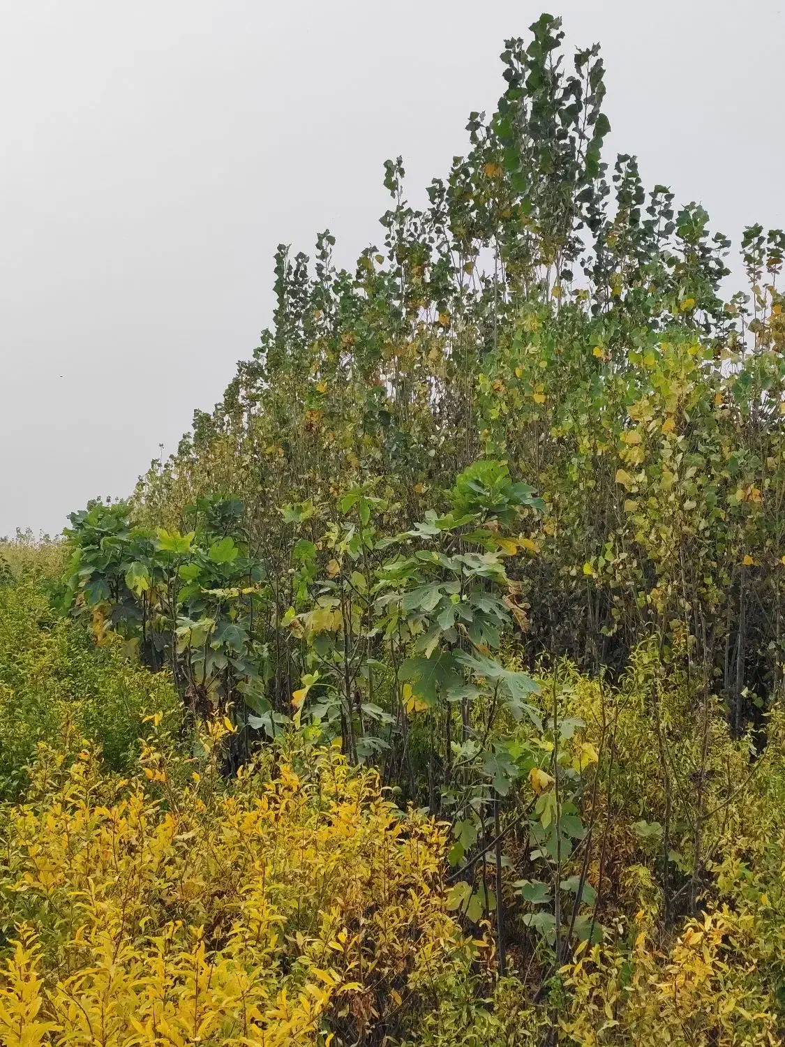 نهالستان شکوفه|حراج|میاندوآب, |دیوار