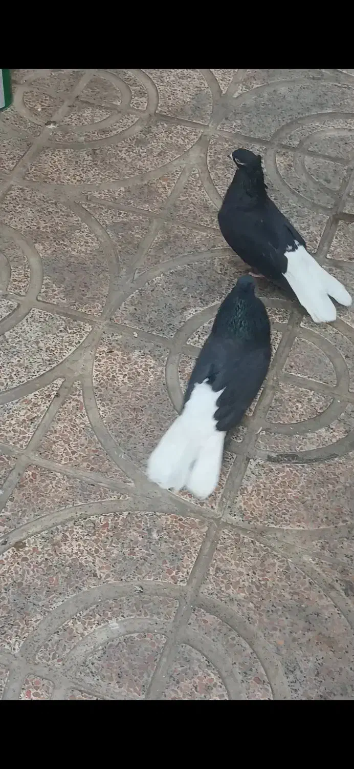 جفت دم سفید|پرنده|تهران, وردآورد|دیوار