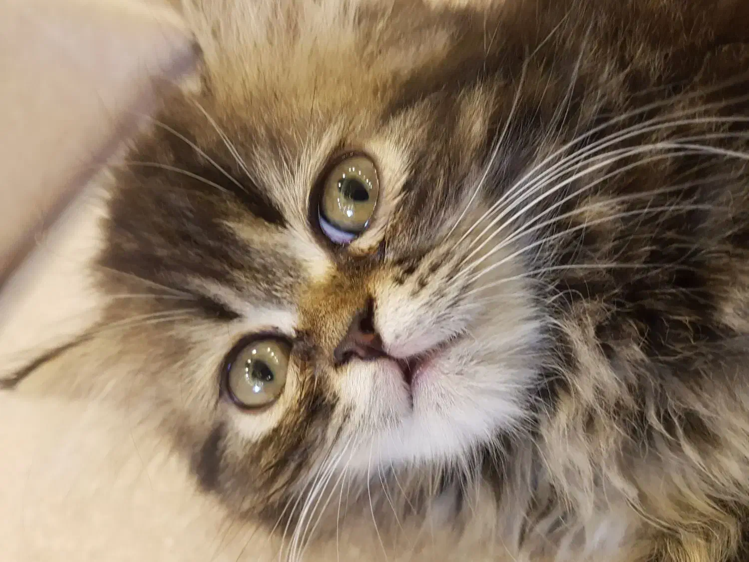 بچه گربه|گربه|گنبد کاووس, |دیوار