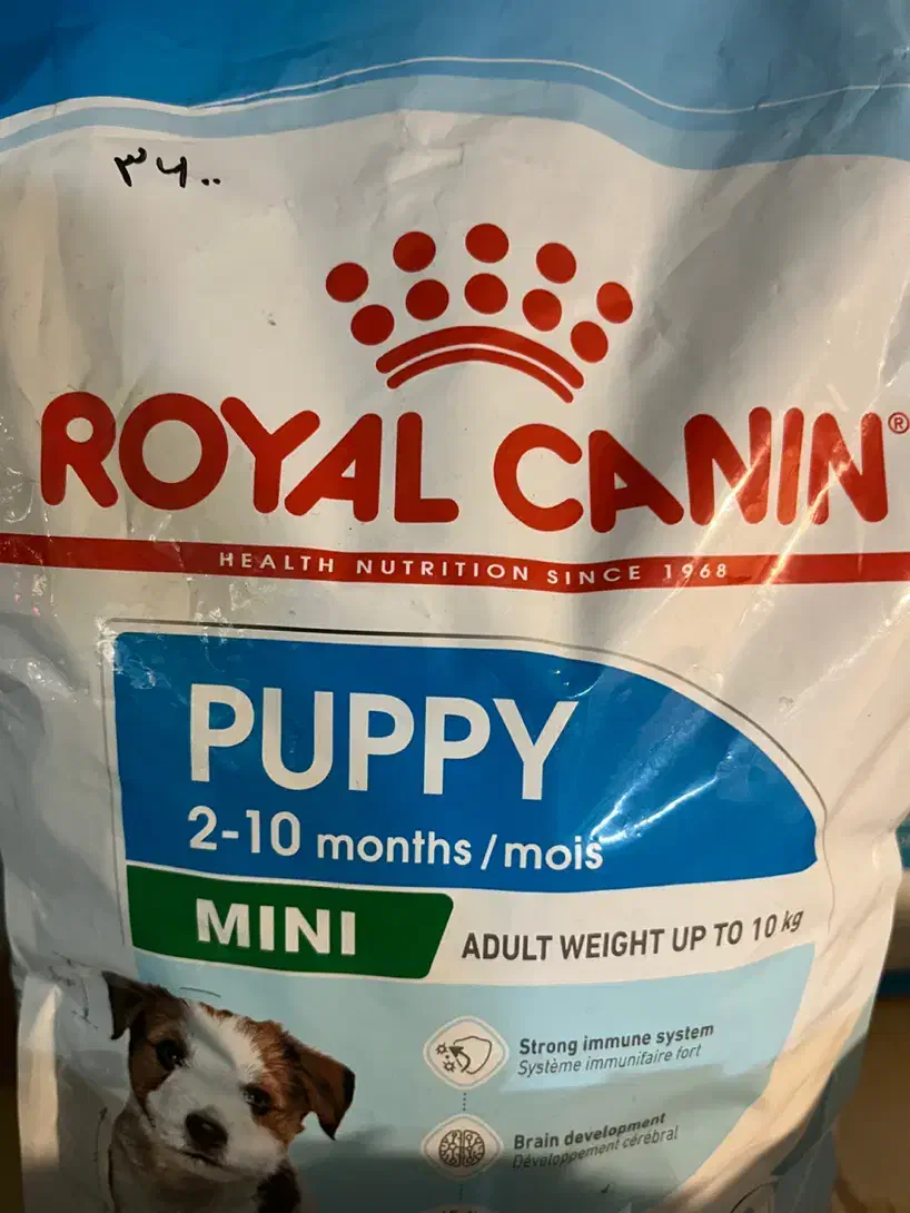 کیتن رویال کنین،پامر رویال و پاپی|لوازم جانبی حیوانات|شیراز, باغ تخت|دیوار