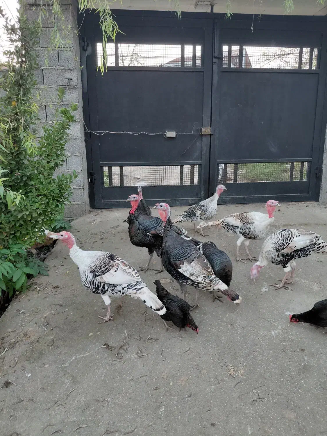 بوقلمون کیلویی 350|حیوانات مزرعه|لاهیجان, لفمجان|دیوار