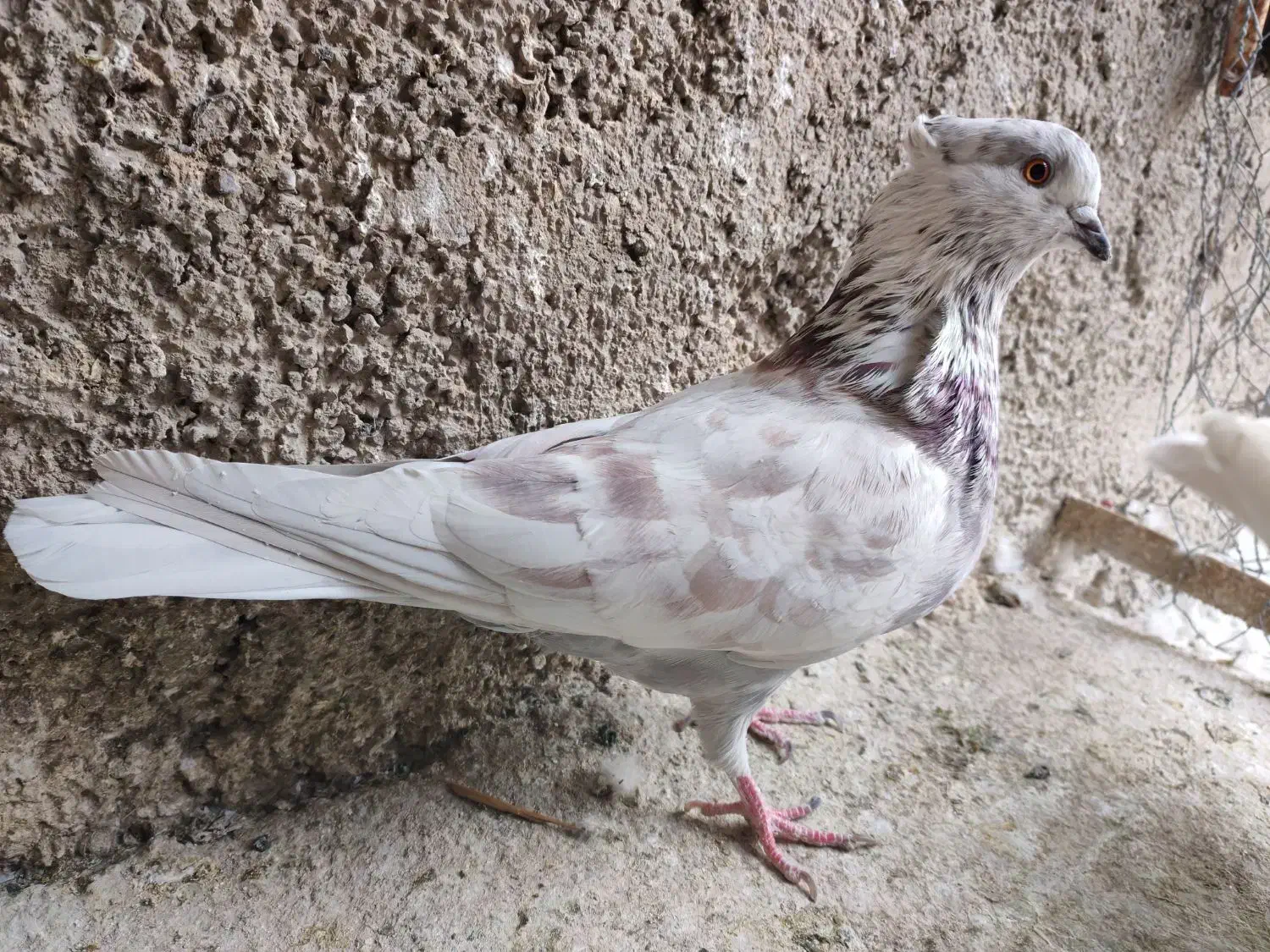 کفتر یجایی|پرنده|ری, شهرک نظامی|دیوار