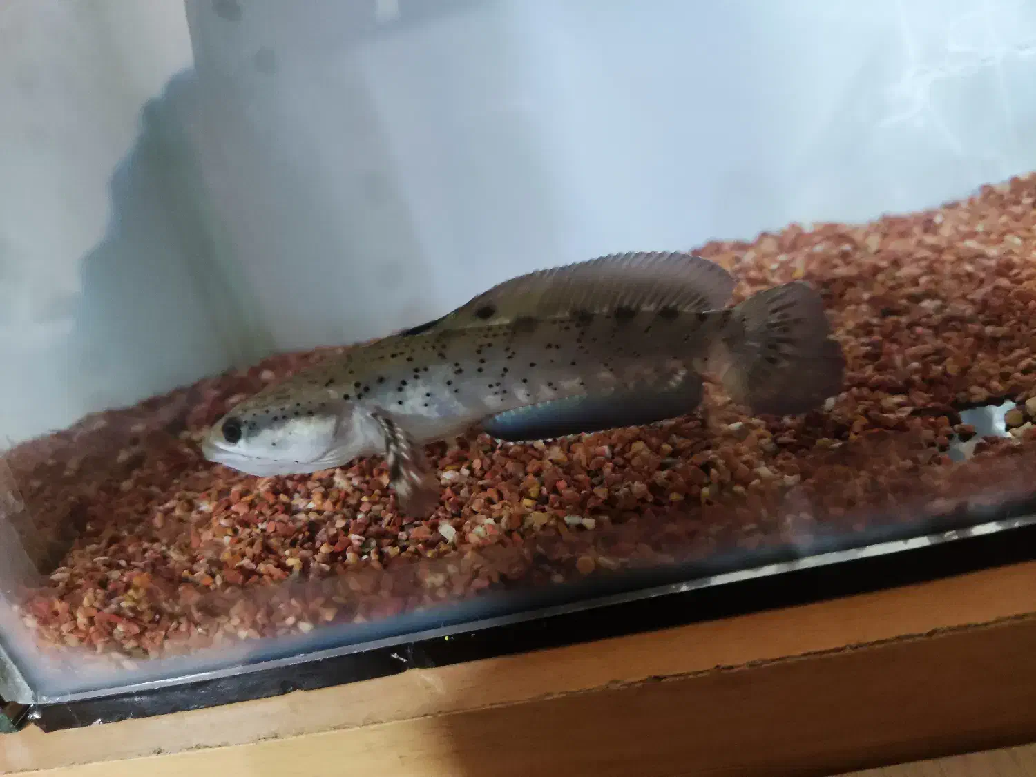 چانا بلو پالچرا|ماهی|برخوار, |دیوار