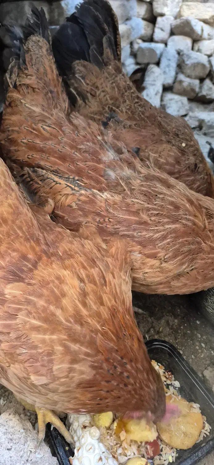 مرغ محلی|حیوانات مزرعه|ماهدشت, |دیوار