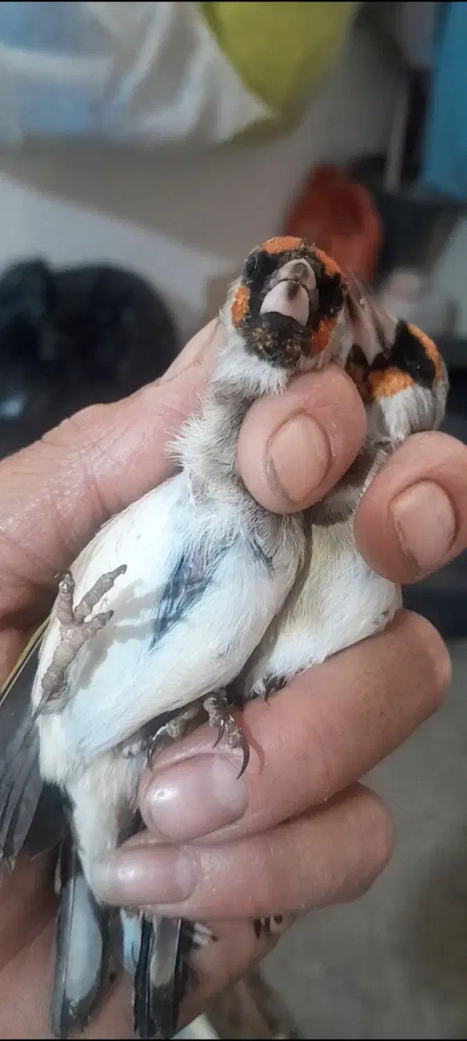 سهره نر اتیقه|پرنده|مشهد, شهرک بهارستان|دیوار