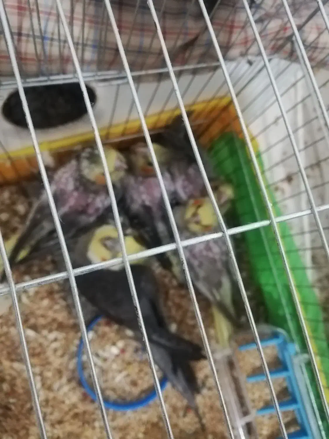 فروش جوجه عروس هلندی 1ماهه کاملا تربیت شده|پرنده|بجنورد, |دیوار