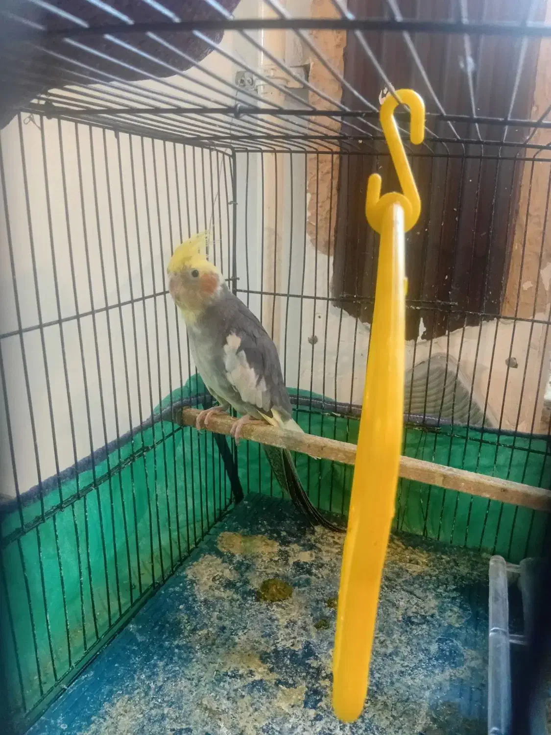 عروس هلندی ماده|پرنده|قرق, |دیوار