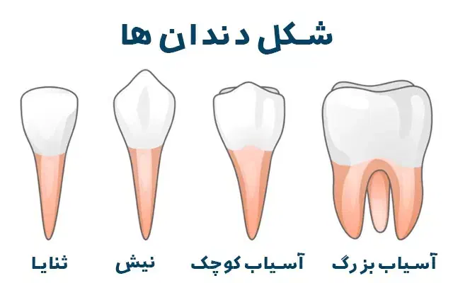 راهنمایی|فعالیت داوطلبانه تحقیقاتی|ایلام, |دیوار