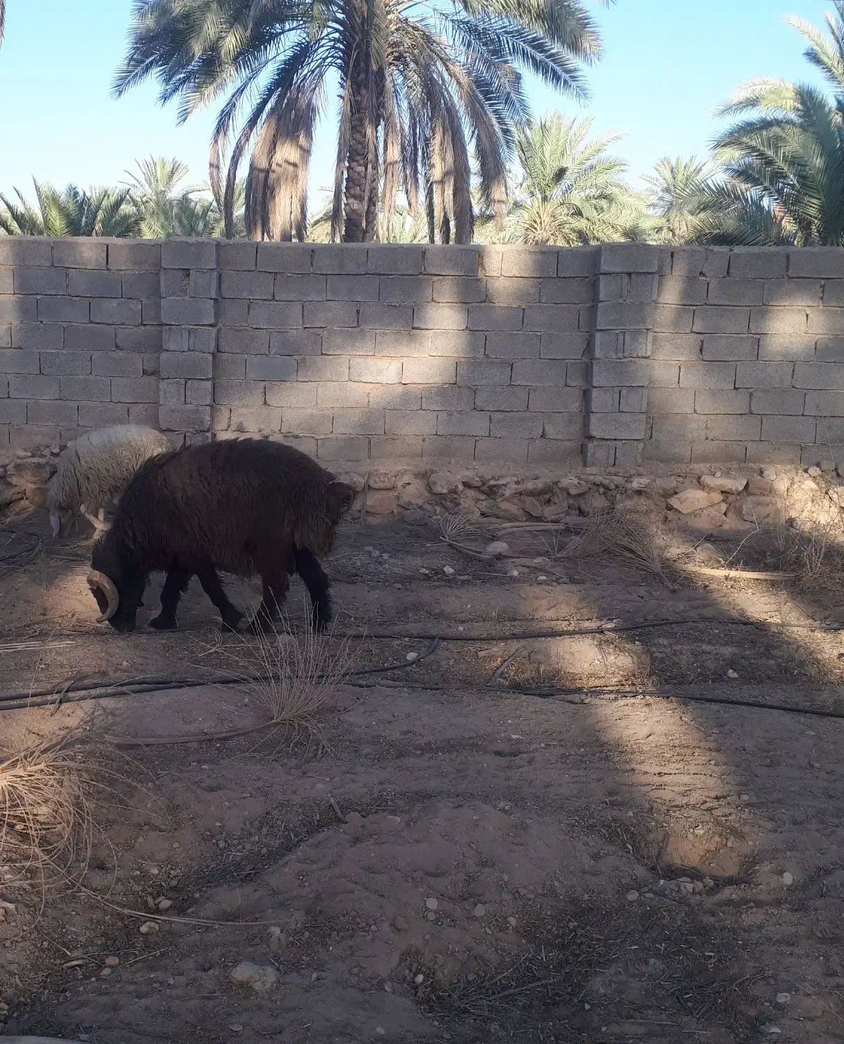 قوچ|حیوانات مزرعه|جویم, |دیوار