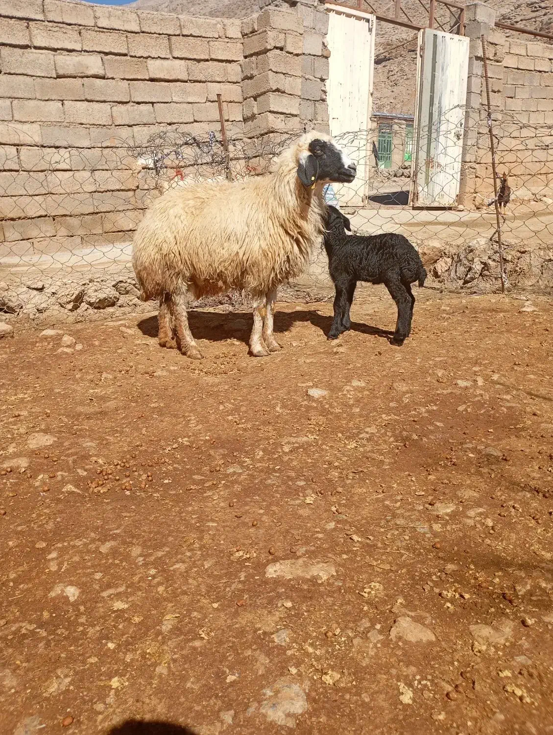 گوسفند|حیوانات مزرعه|بیرانوند, |دیوار