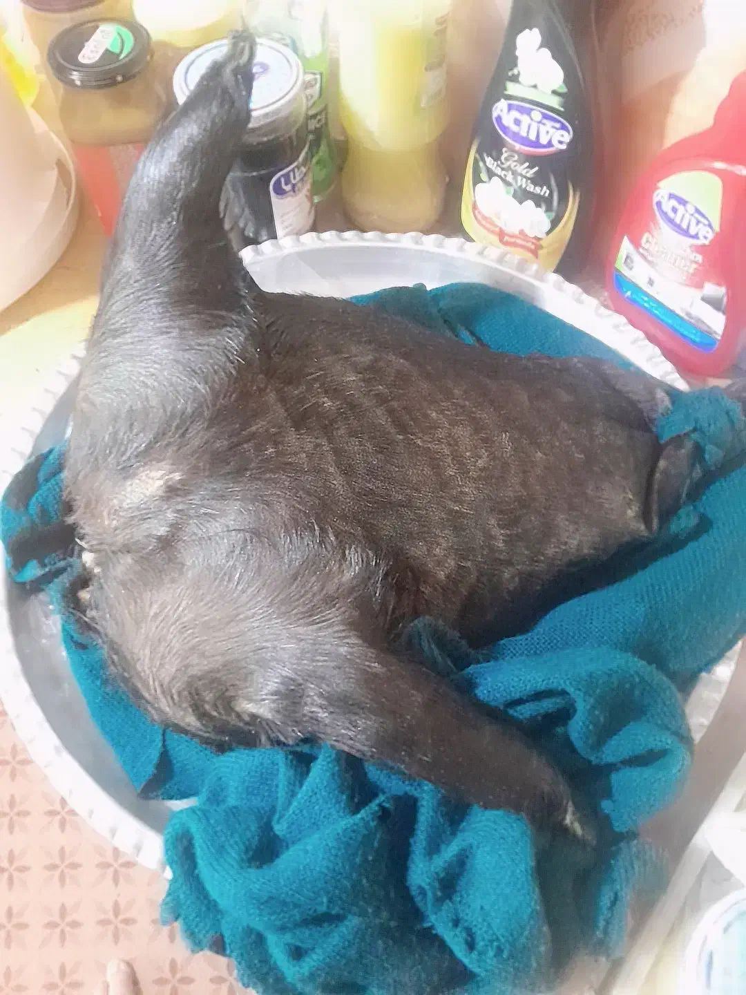 روغن بز گاو قاطی باکیفیت عالی|خوردنی و آشامیدنی|دهدشت, |دیوار