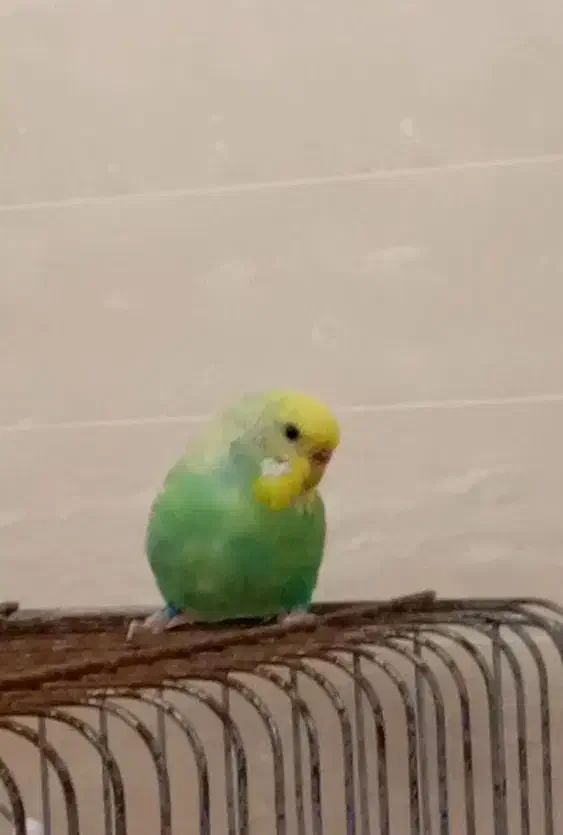 مرغ عشق گمشده|حیوانات|رامهرمز, |دیوار