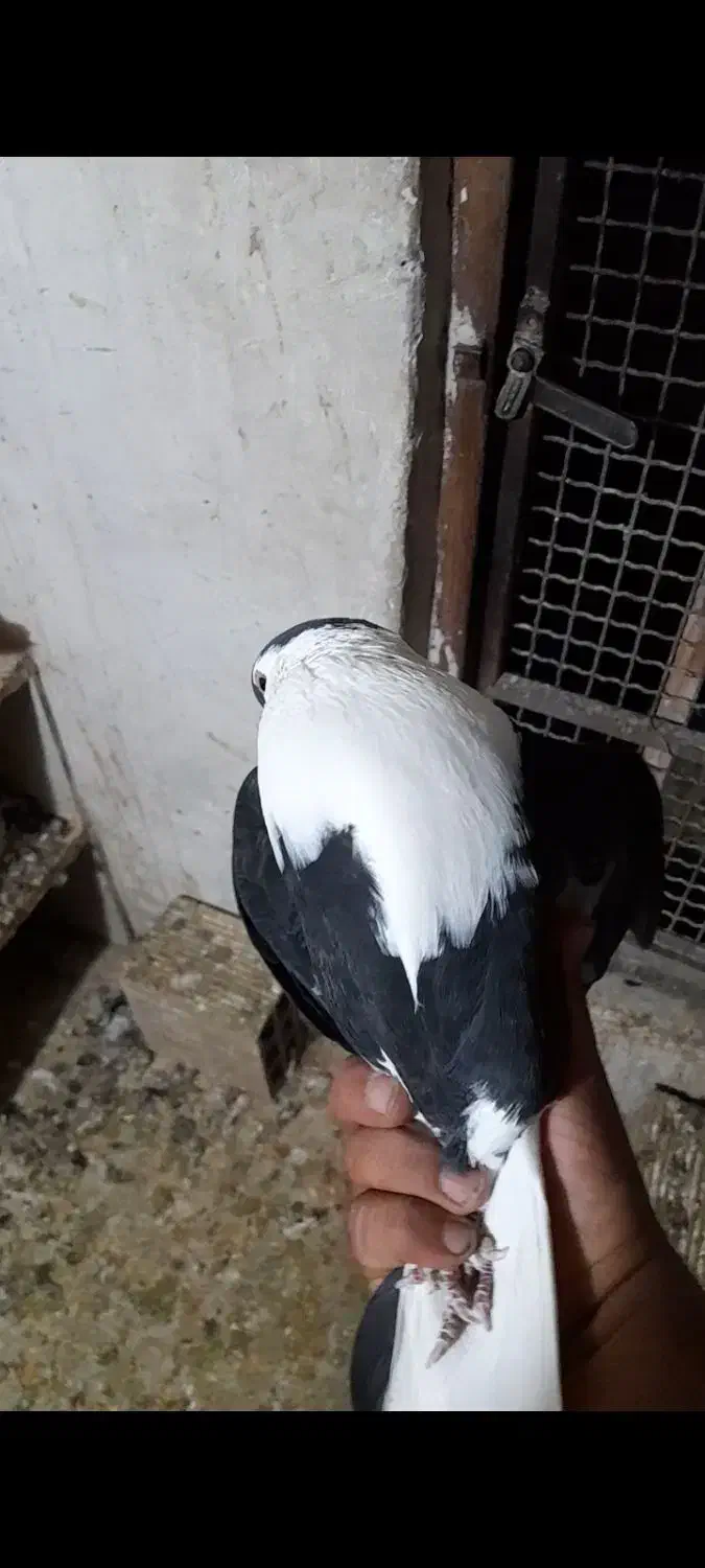 کله دم سفید|پرنده|اندیمشک, |دیوار