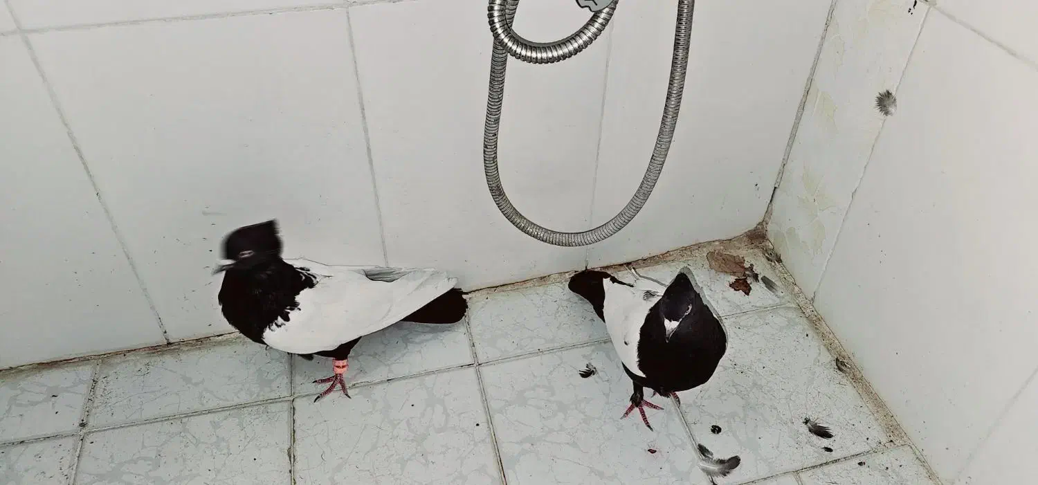 نرو ماده سینه سیاه|پرنده|گلباف, |دیوار