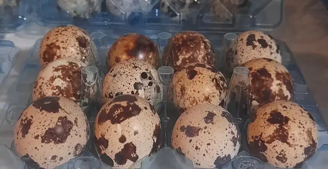 تخم نطفه دار بلدرچین|حیوانات مزرعه|تهران, میدان میوه و ترهبار مرکزی|دیوار