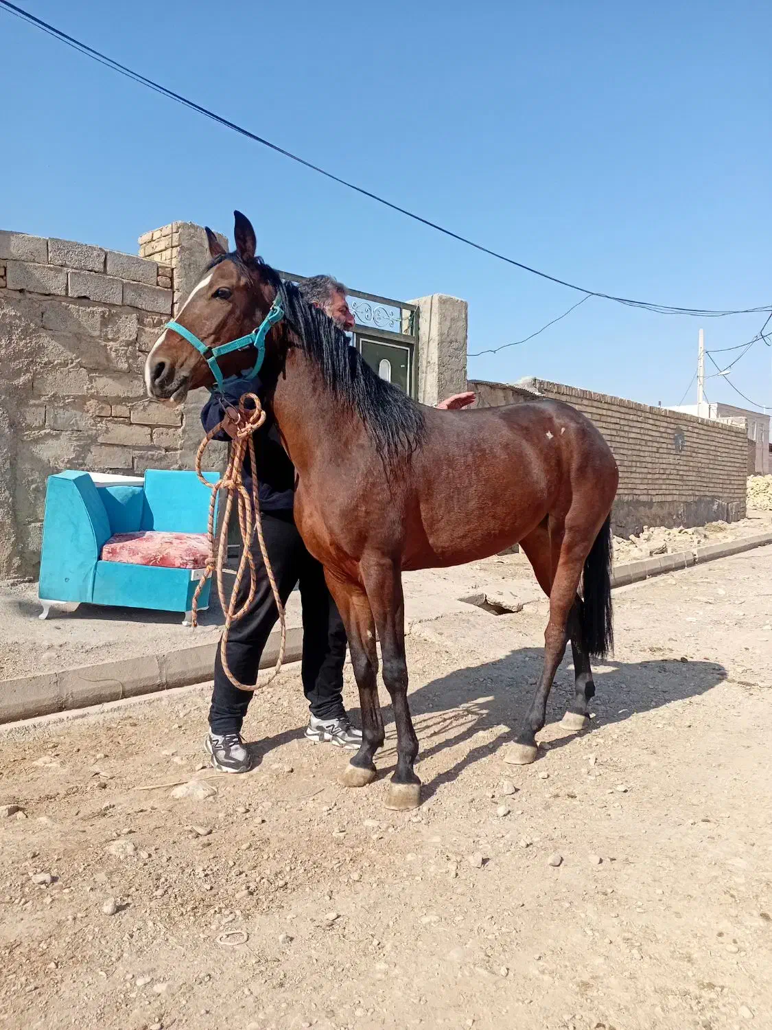 کرد|اسب و تجهیزات اسب‌سواری|قیدار, |دیوار