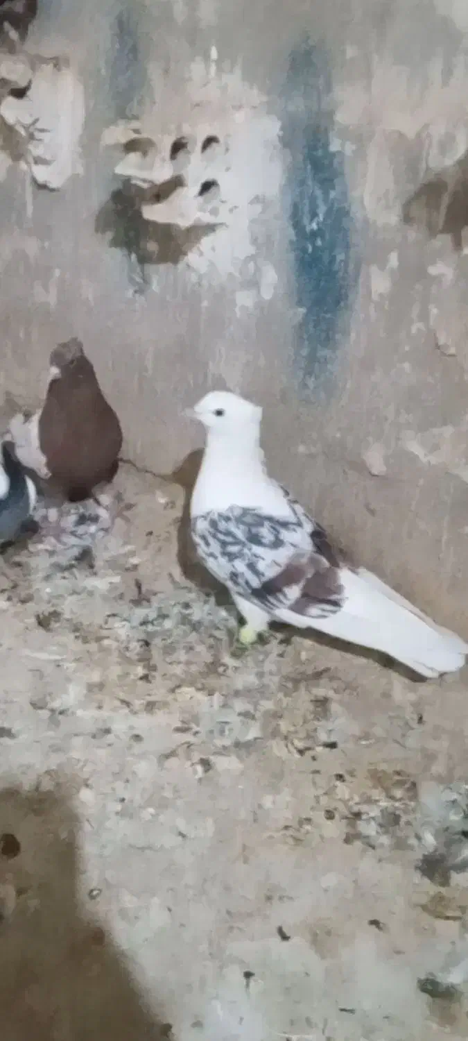 کبوتر رنگی|پرنده|اهواز, ۳۰ متری|دیوار