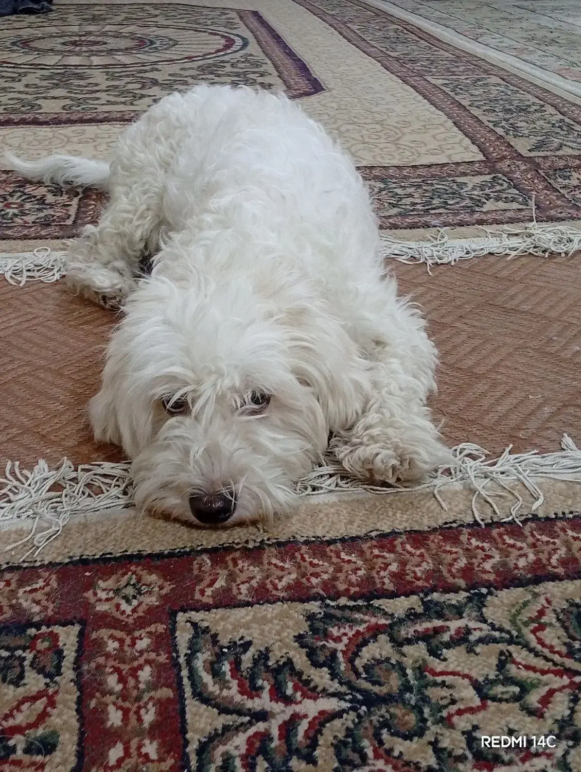 سگ پاکوتاه سفید|سگ|قم, نیروگاه|دیوار