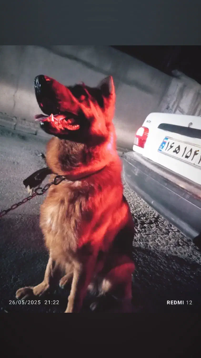 ژرمن شپرد|سگ|مزرعه کتول, |دیوار