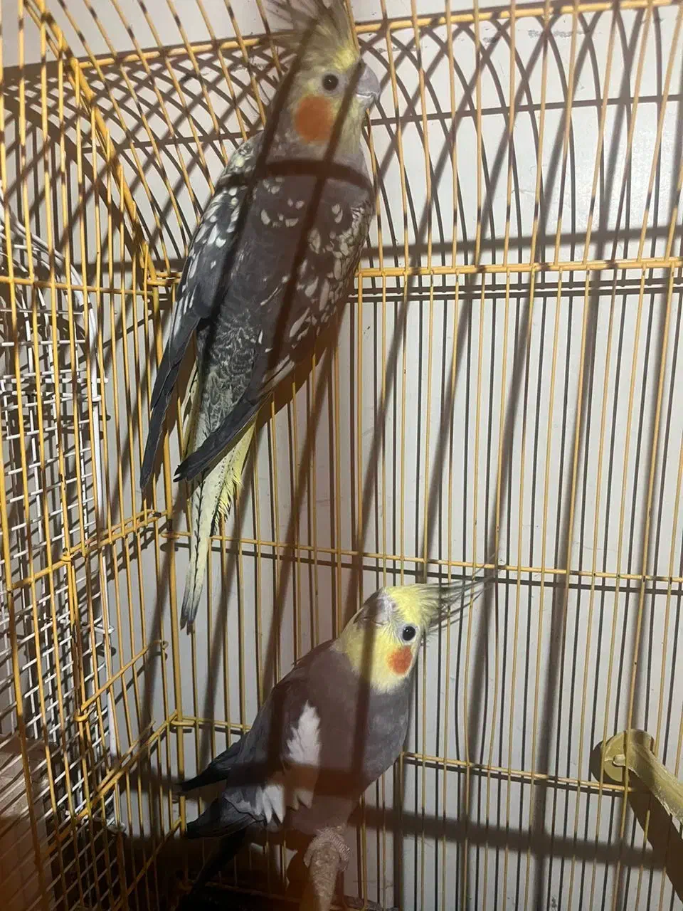 عروس هلندی دستی،جفت قیمت فوق العاده فروش فوری|پرنده|رشت, سلیمانداراب|دیوار