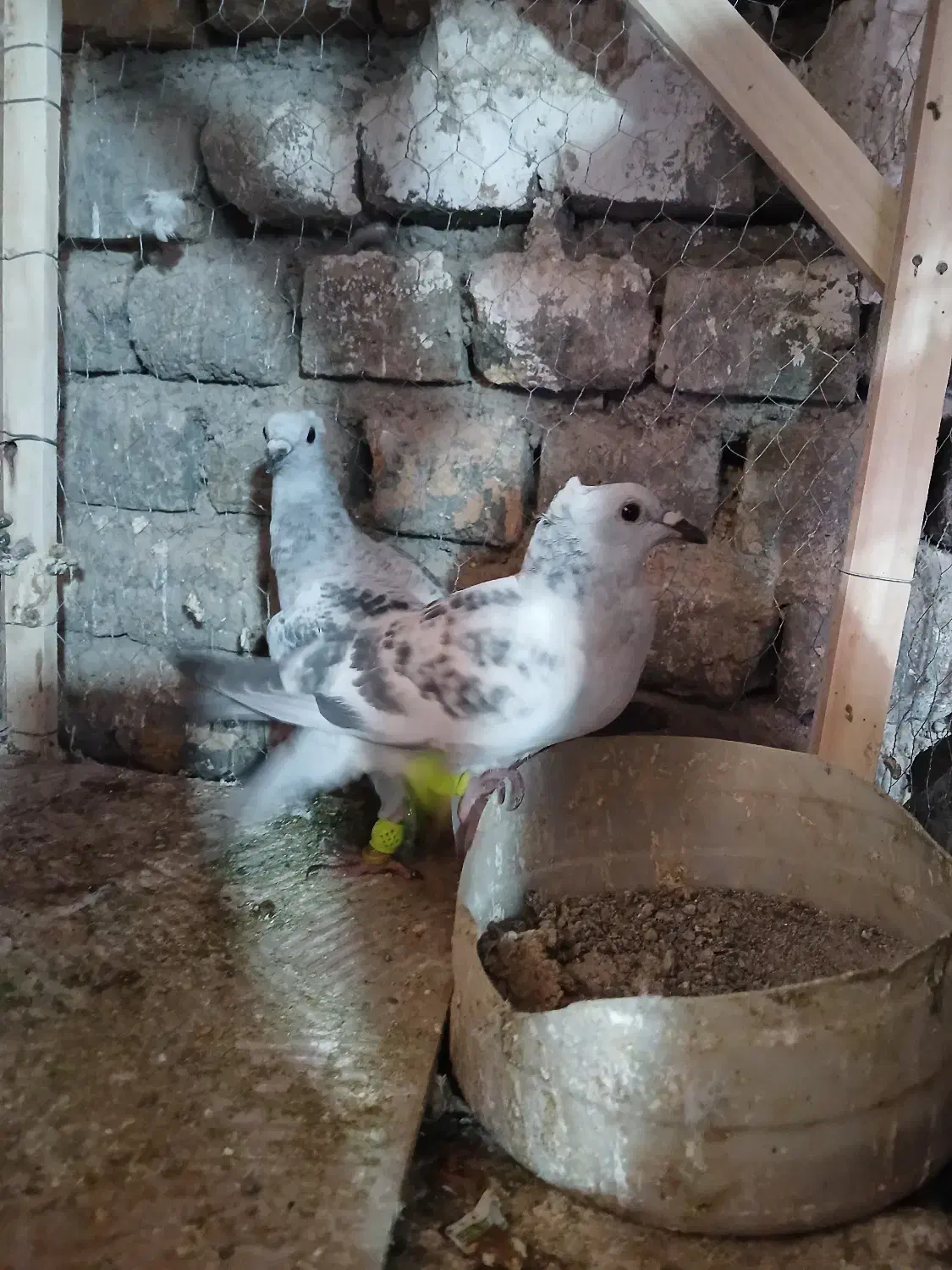 اسباب بازی کفتر|اسباب‌بازی بچه|تربت‌حیدریه, پائین ولایت|دیوار