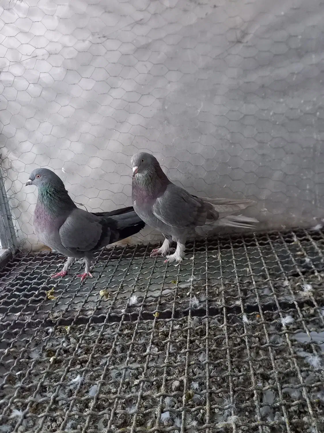 کبوتر|پرنده|فارسان, |دیوار