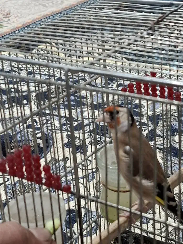 سهره نر|پرنده|شیراز, گلشن|دیوار