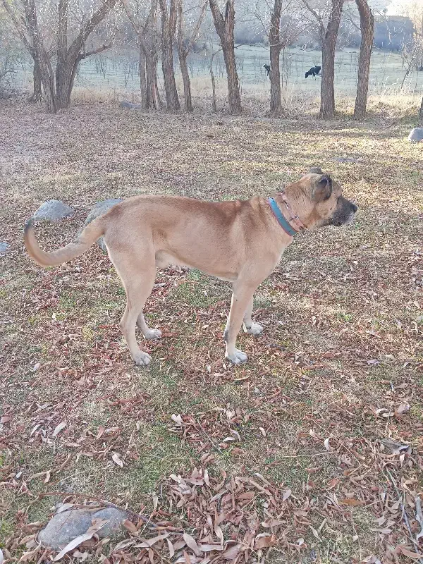 سگ سرابی|سگ|هشترود, |دیوار