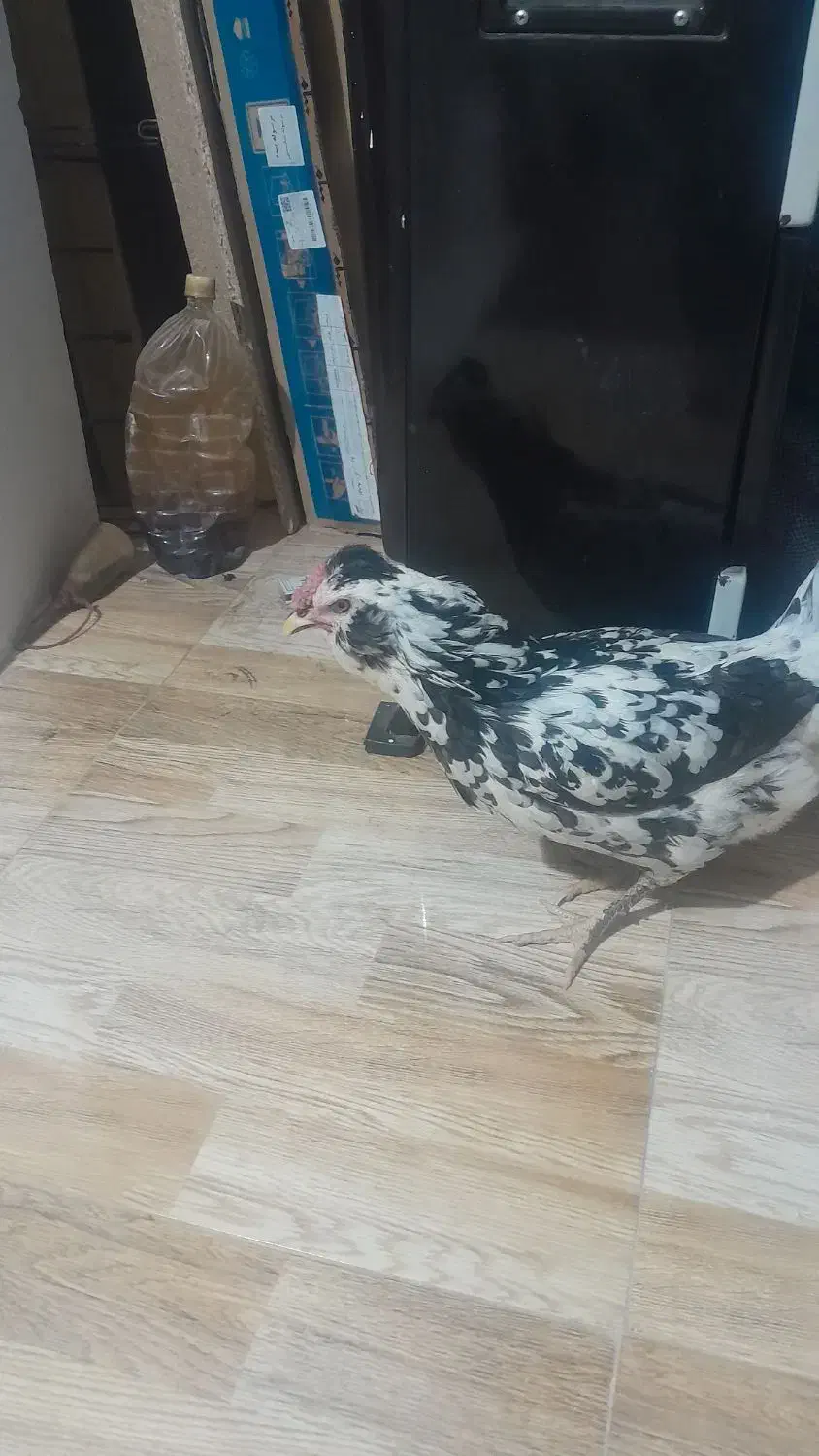 ۱دونه مرغ گلین|حیوانات مزرعه|اصفهان, شهرک کاوه|دیوار