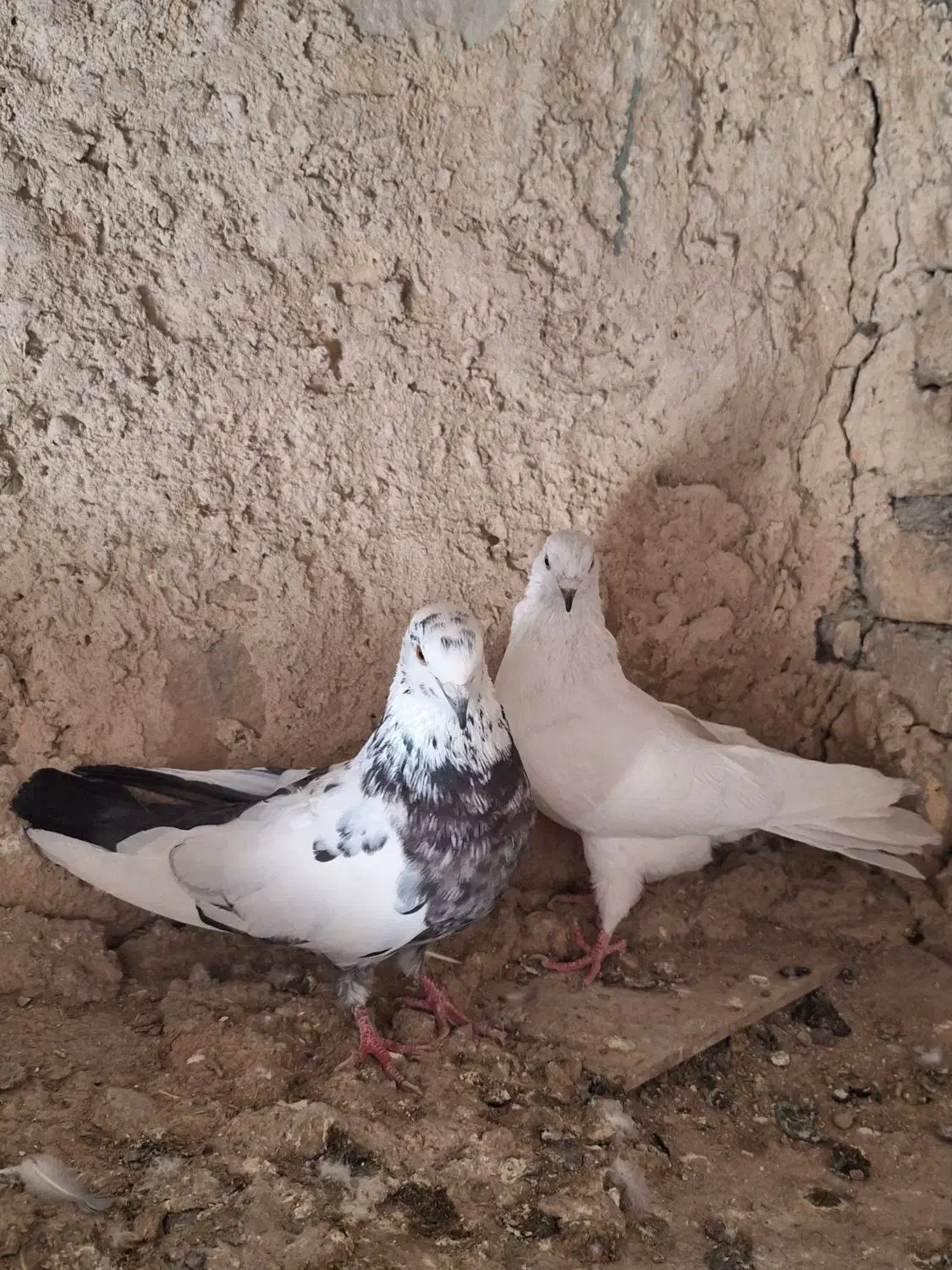 کبوتر تهرانی|پرنده|کوهدشت, |دیوار