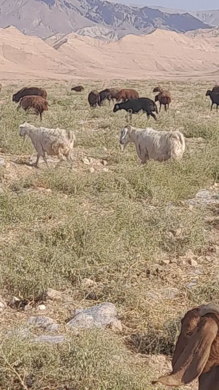 فروش 5عدد بز ..4عددماده.1عدد نر|حیوانات مزرعه|ماهنشان, |دیوار