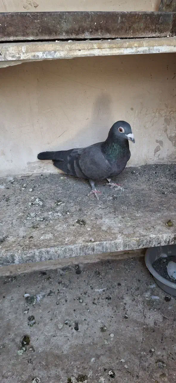 پرنده (کفتر)|پرنده|مشهد, نیزه|دیوار