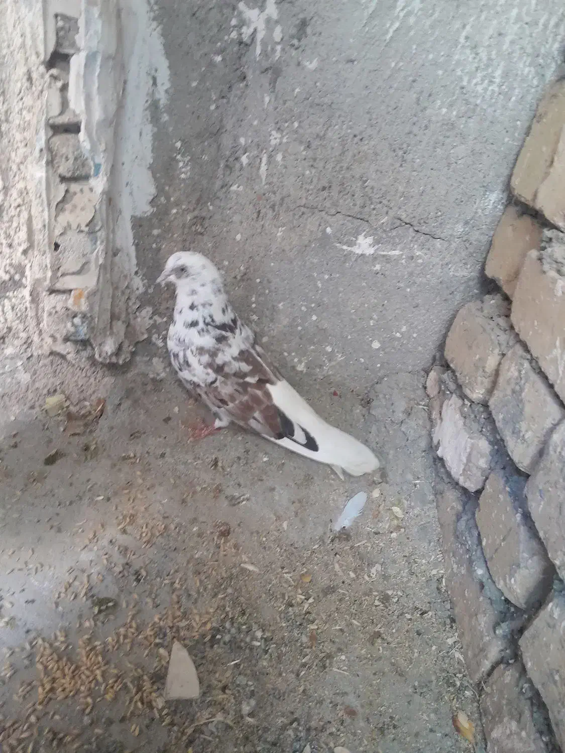 کبوتر سالم|پرنده|دهگلان, |دیوار