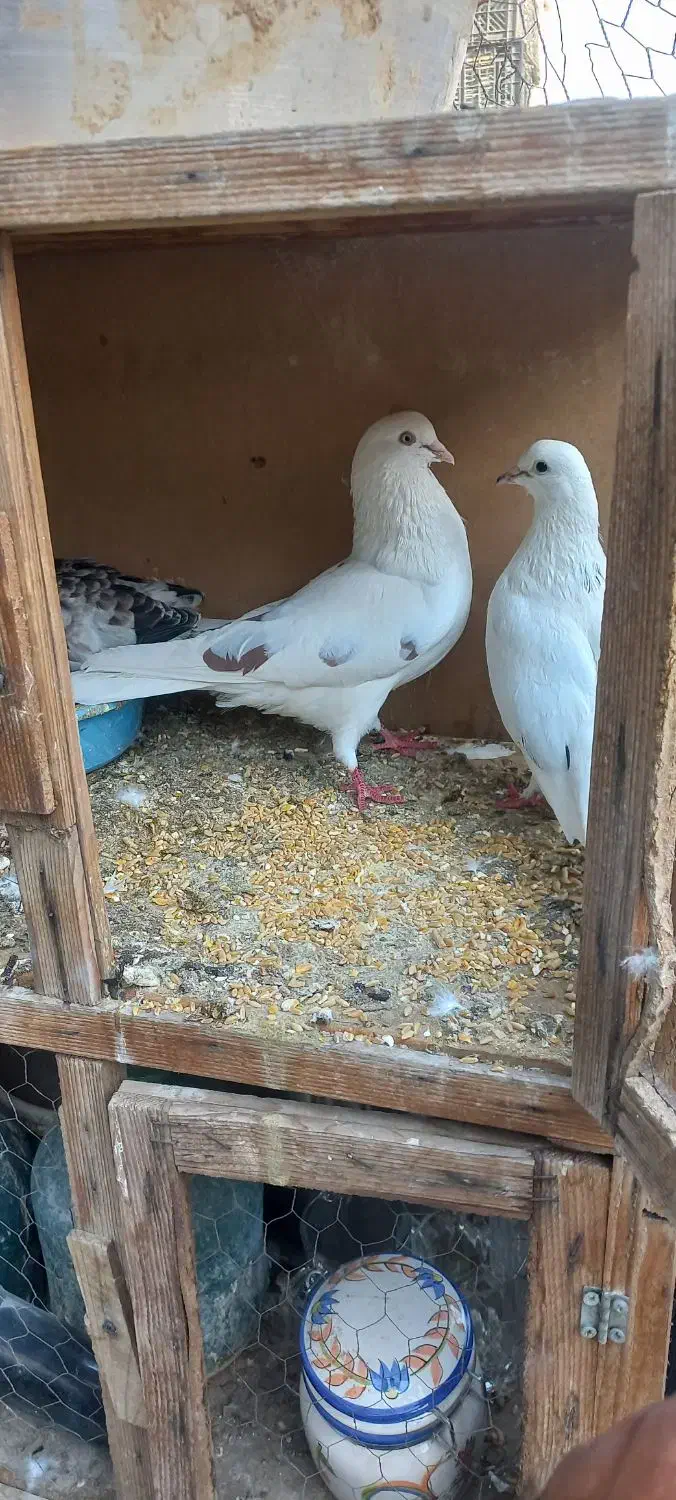 حدود ۱۰۰طوق کفتر یکجایی با گنجه و کلیه لوازم|پرنده|تهران, هرندی|دیوار