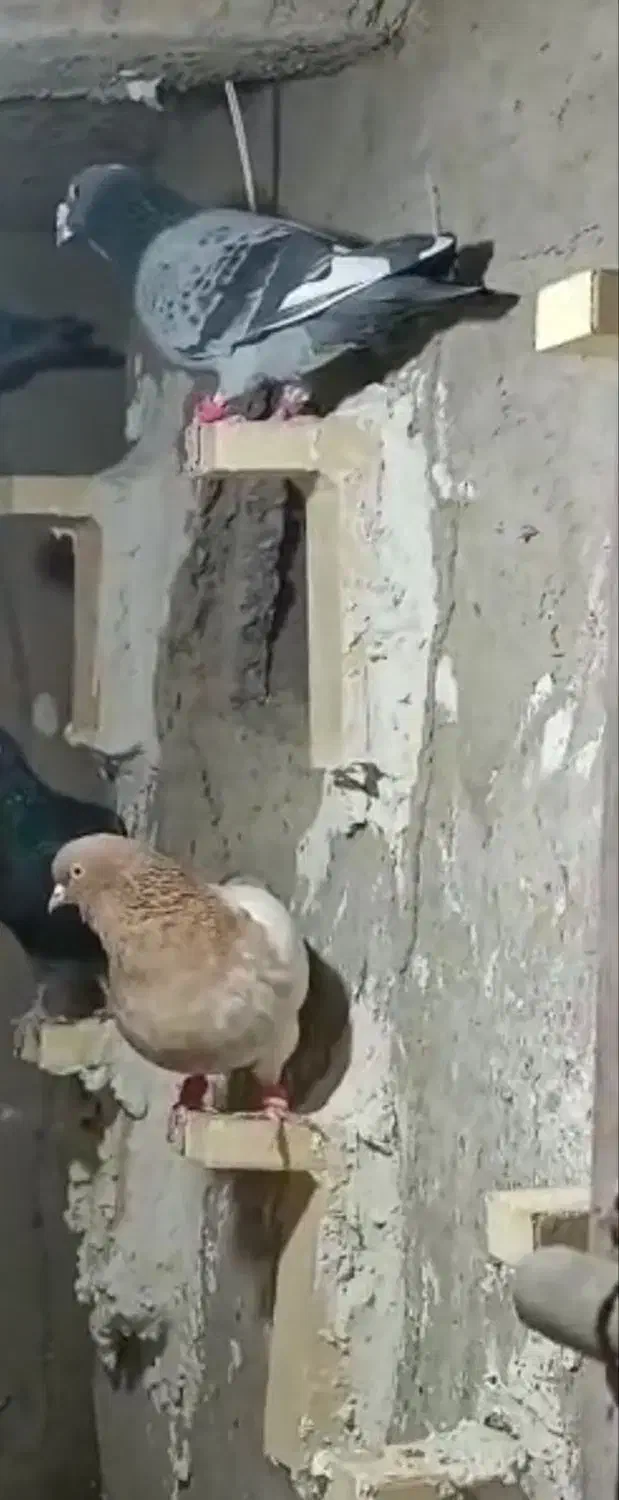 گمشده|حیوانات|کرباسک, |دیوار