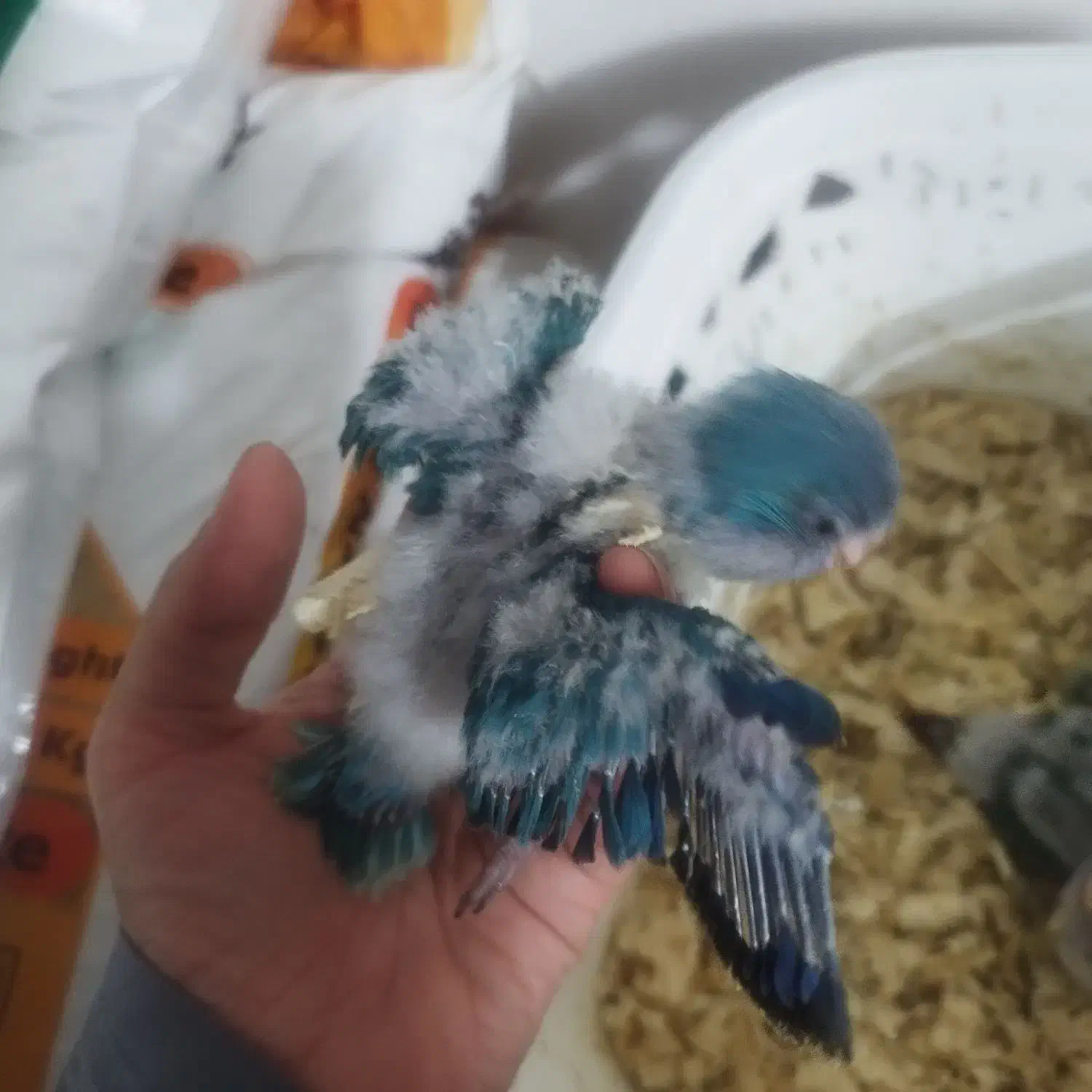 1عددطوطی راهب سرلاکی|پرنده|ارطه, |دیوار