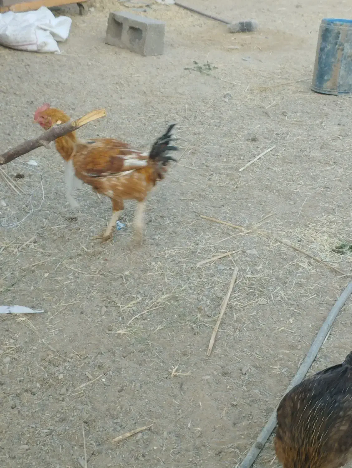 مرغ و خروس|حیوانات مزرعه|کورین, |دیوار