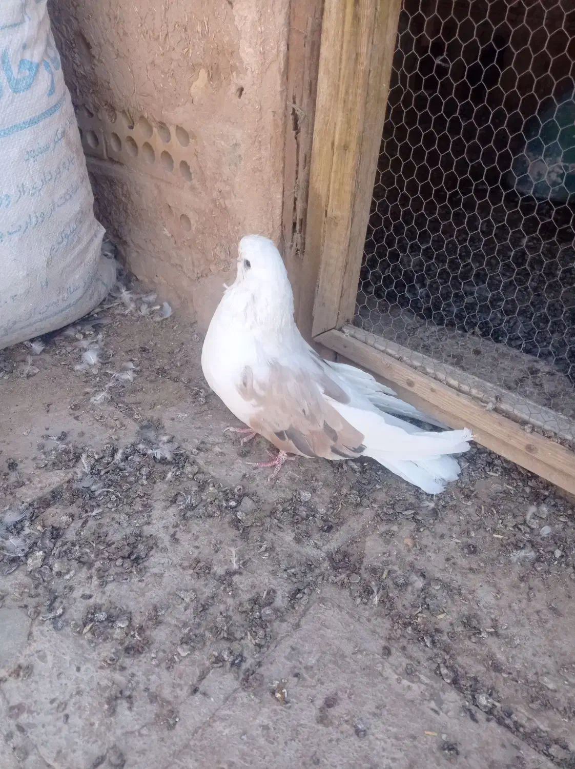 نر فنچی پشت سرور|پرنده|اردکان, |دیوار