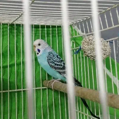 مرغ شق ماده|پرنده|فردوس (خراسان), |دیوار