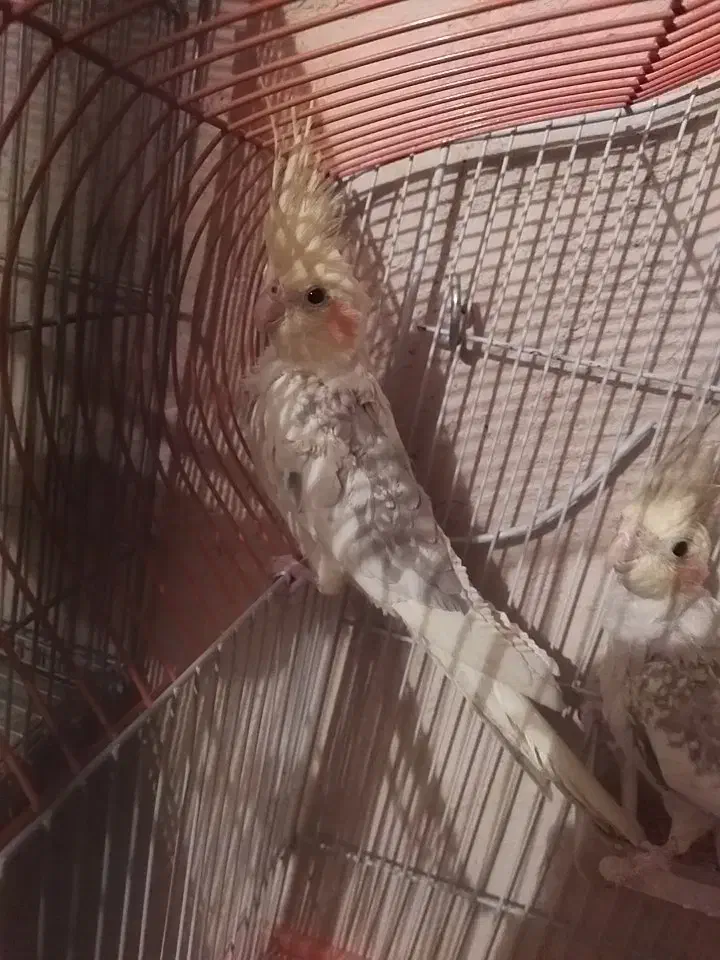 عروس هلندی زیبا|پرنده|فرخ‌شهر, |دیوار